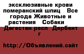 эксклюзивные крови-померанский шпиц - Все города Животные и растения » Собаки   . Дагестан респ.,Дербент г.